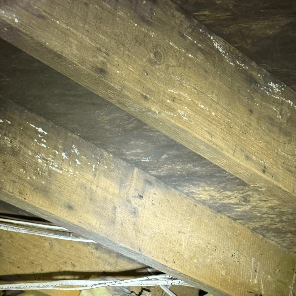 Crawl Space Mold Problems
